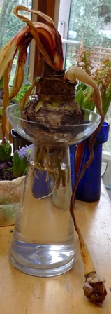amaryllis fail