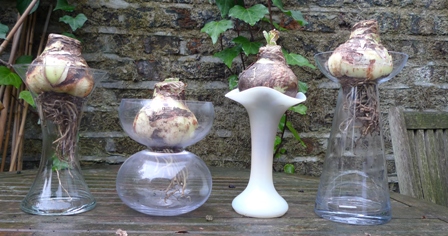 amaryllis vases