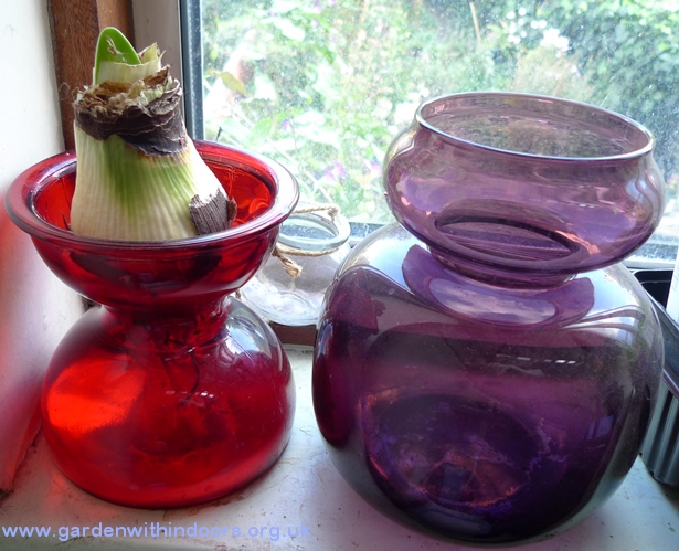 hyacinth vases