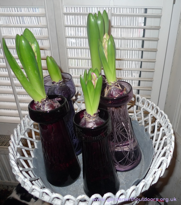 forced hyacinths in hyacinth vases