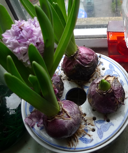 hyacinth bulbs in bulb bowl