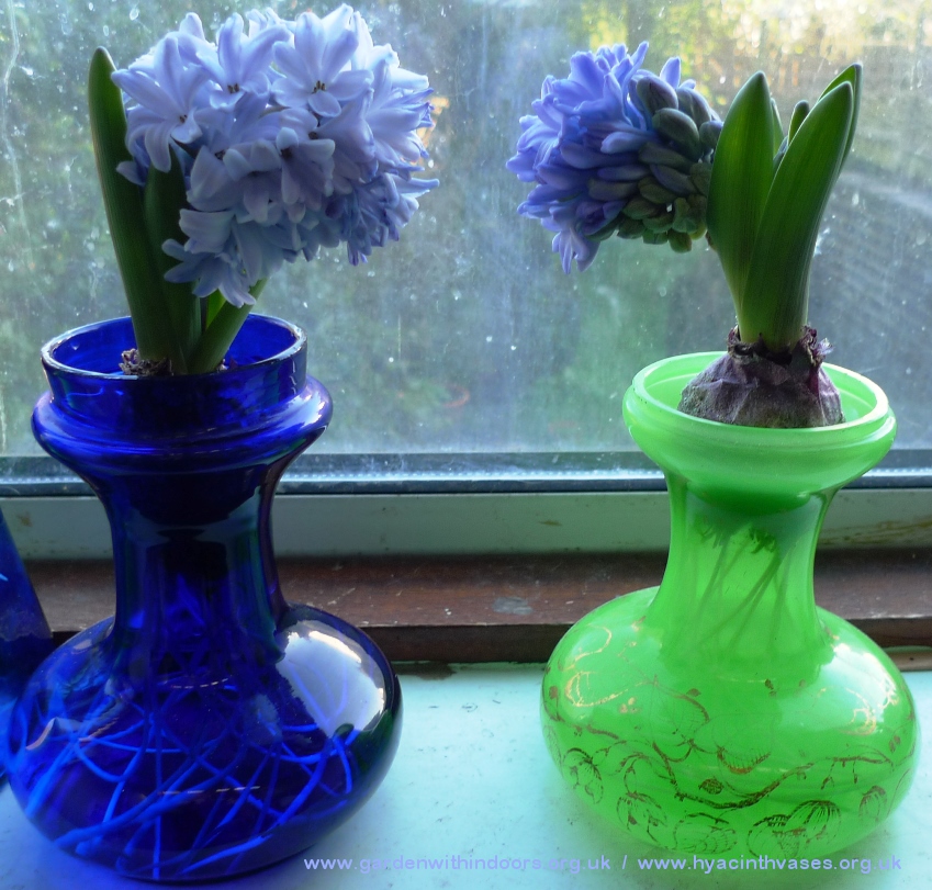 bent forced hyacinths