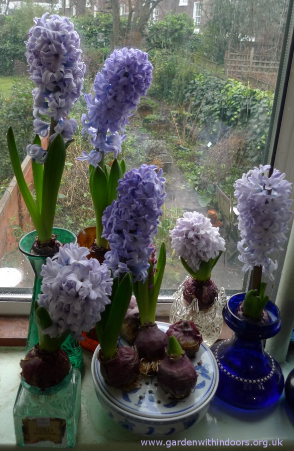 forced hyacinths in hyacinth vases
