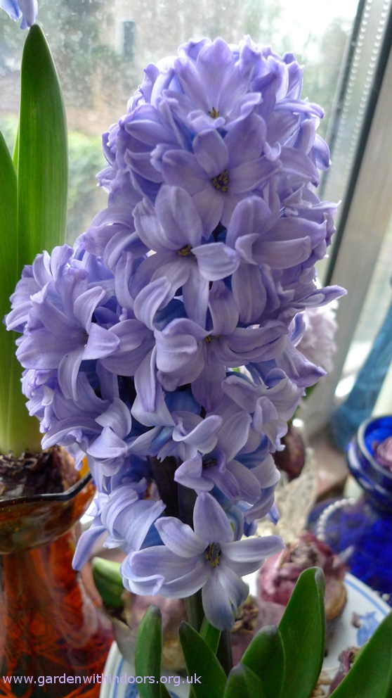Blue Star hyacinth