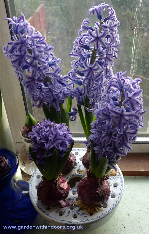 Blue Jacket hyacinth in Mottahedeh bulb bowl