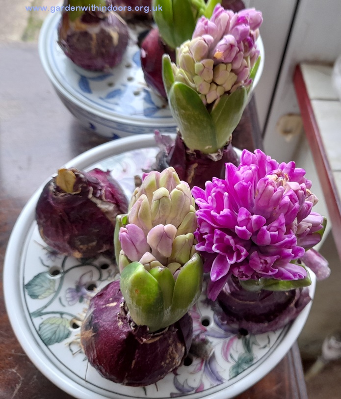 hyacinth bulb bowl