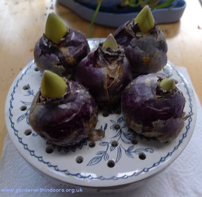 hyacinth bulb bowl