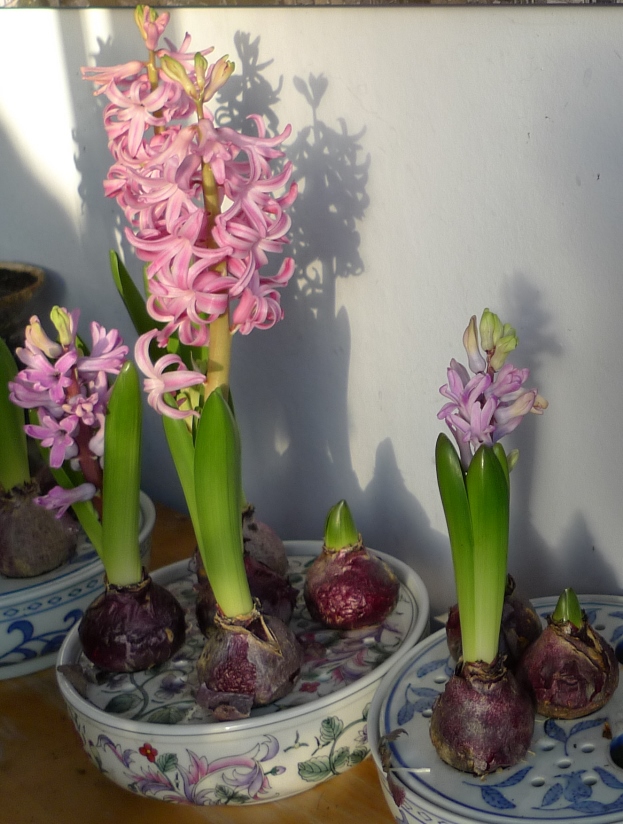 bulb bowls