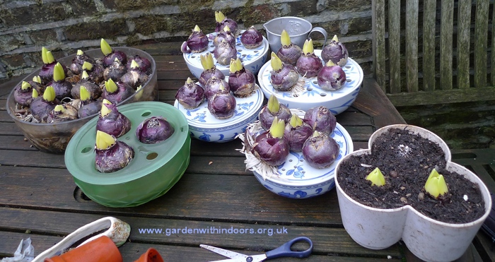 hyacinth bulb bowl