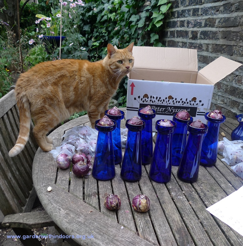 hyacinth bulb forcing vases