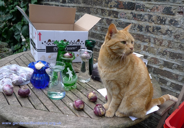 hyacinth bulb forcing vases