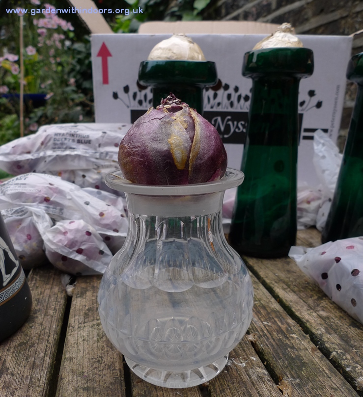 hyacinth vases bulb forcing