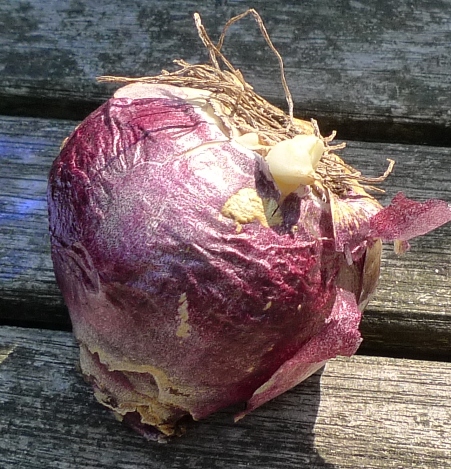 hyacinth bulblet