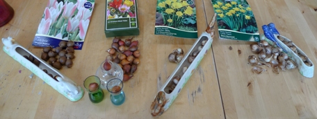 small bulbs for forcing