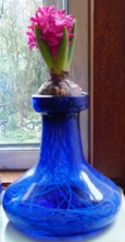 Jan Bos hyacinth