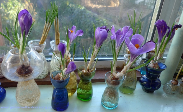 forced crocus