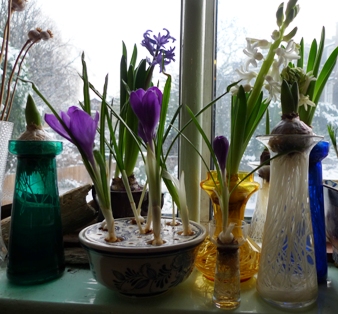 crocus bowl
