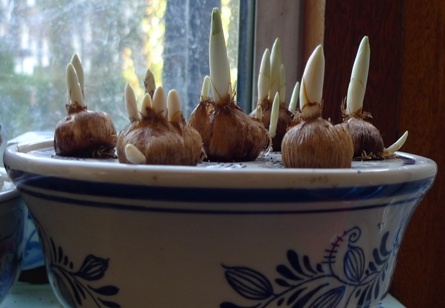 crocus bowl