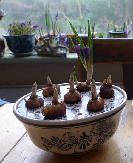 crocus bowl