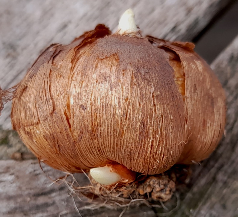 crocus bulb