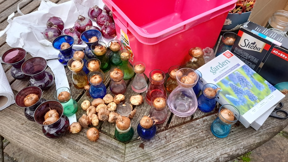 crocus vases bulbs