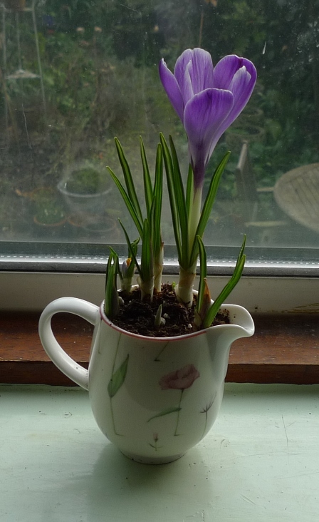 purple large Dutch crocus indoors