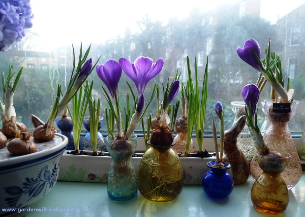 forced crocus