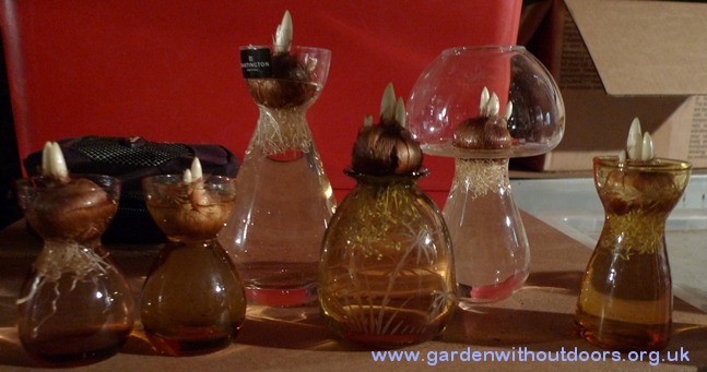 crocus vases with large Dutch crocus bulbs with curly roots developing