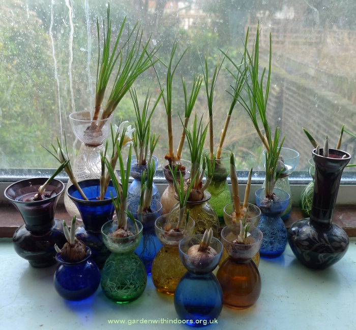 crocus vases