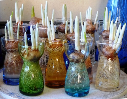 crocus vases