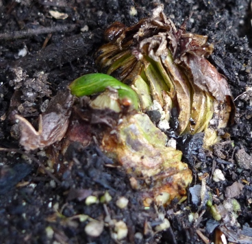 cut hyacinth sprouting