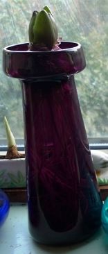 tall amethyst hyacinth vase