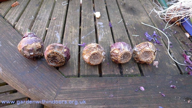failed hyacinth bulbs