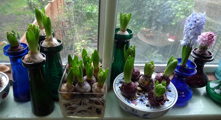 Fairy White forced hyacinths
