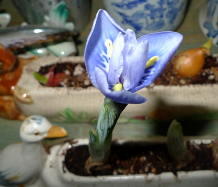 first iris