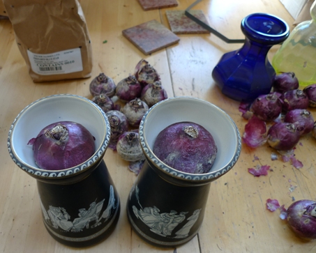 forcing hyacinths in vases