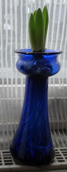 frilled pan cup hyacinth vase