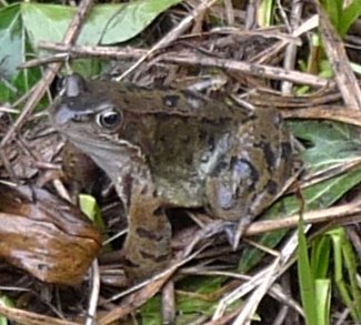 garden frog