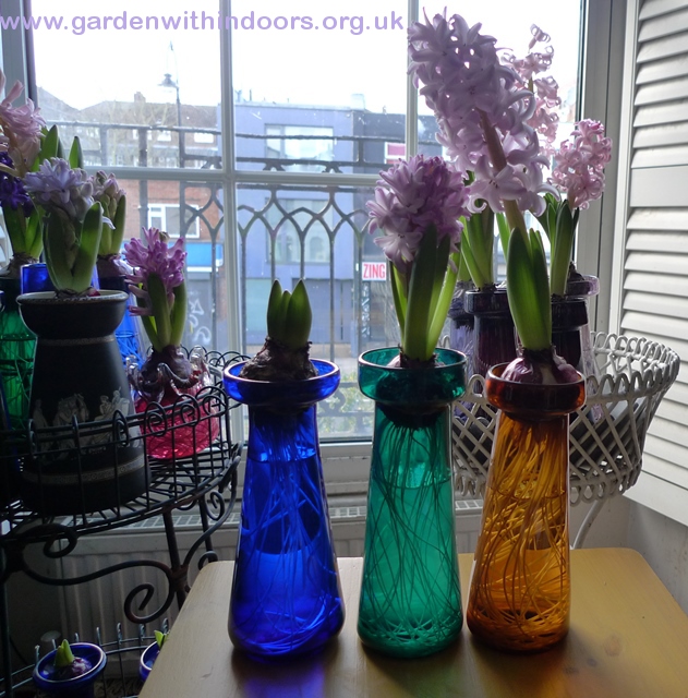 hyacinths in hyacinth vases
