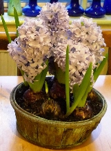 Delft Blue hyacinths