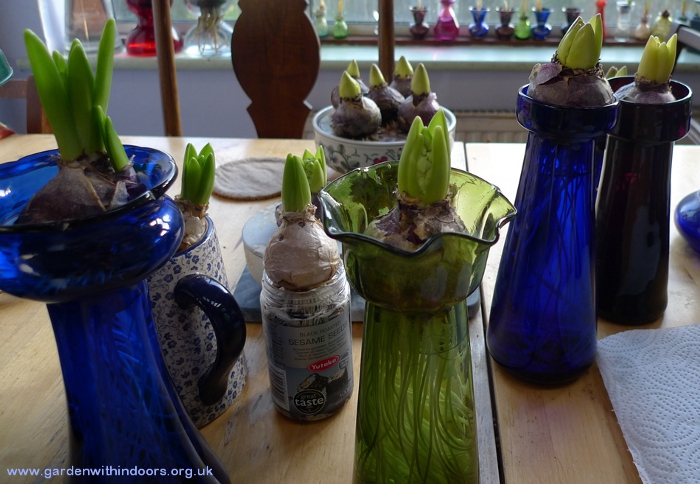 forcing hyacinth bulbs