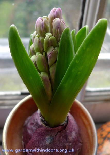 forced hyacinth