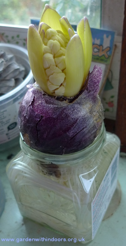 hyacinth