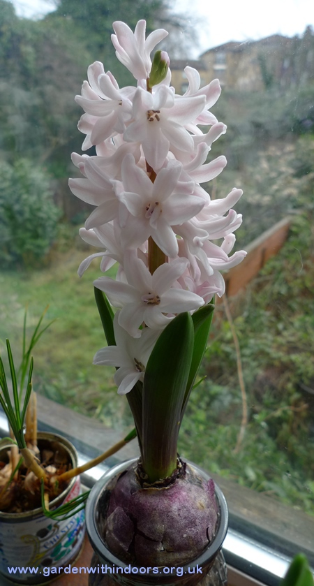 Apricot Passion hyacinth