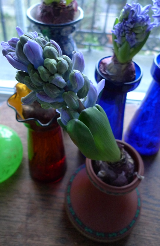 forced hyacinth