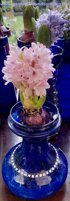 forced hyacinth for Christmas hyacinth vase