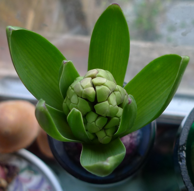 hyacinth buds