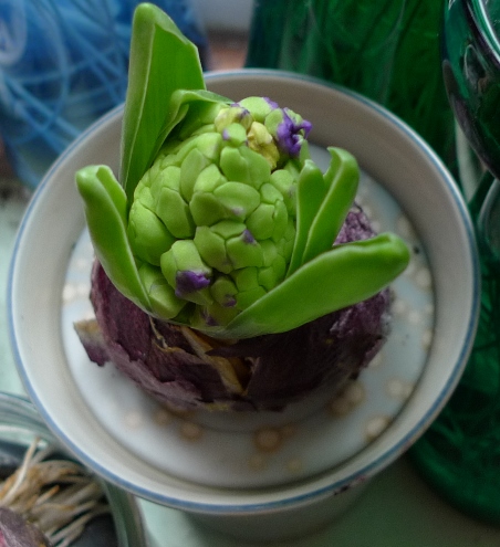 hyacinth buds