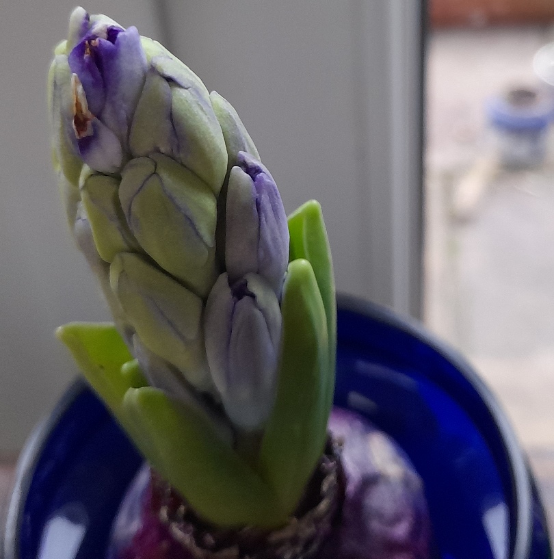 forced hyacinth buds