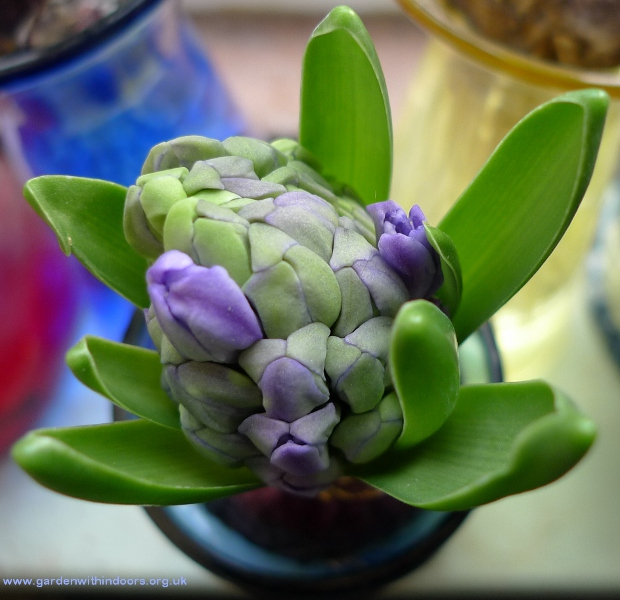 forced hyacinth buds